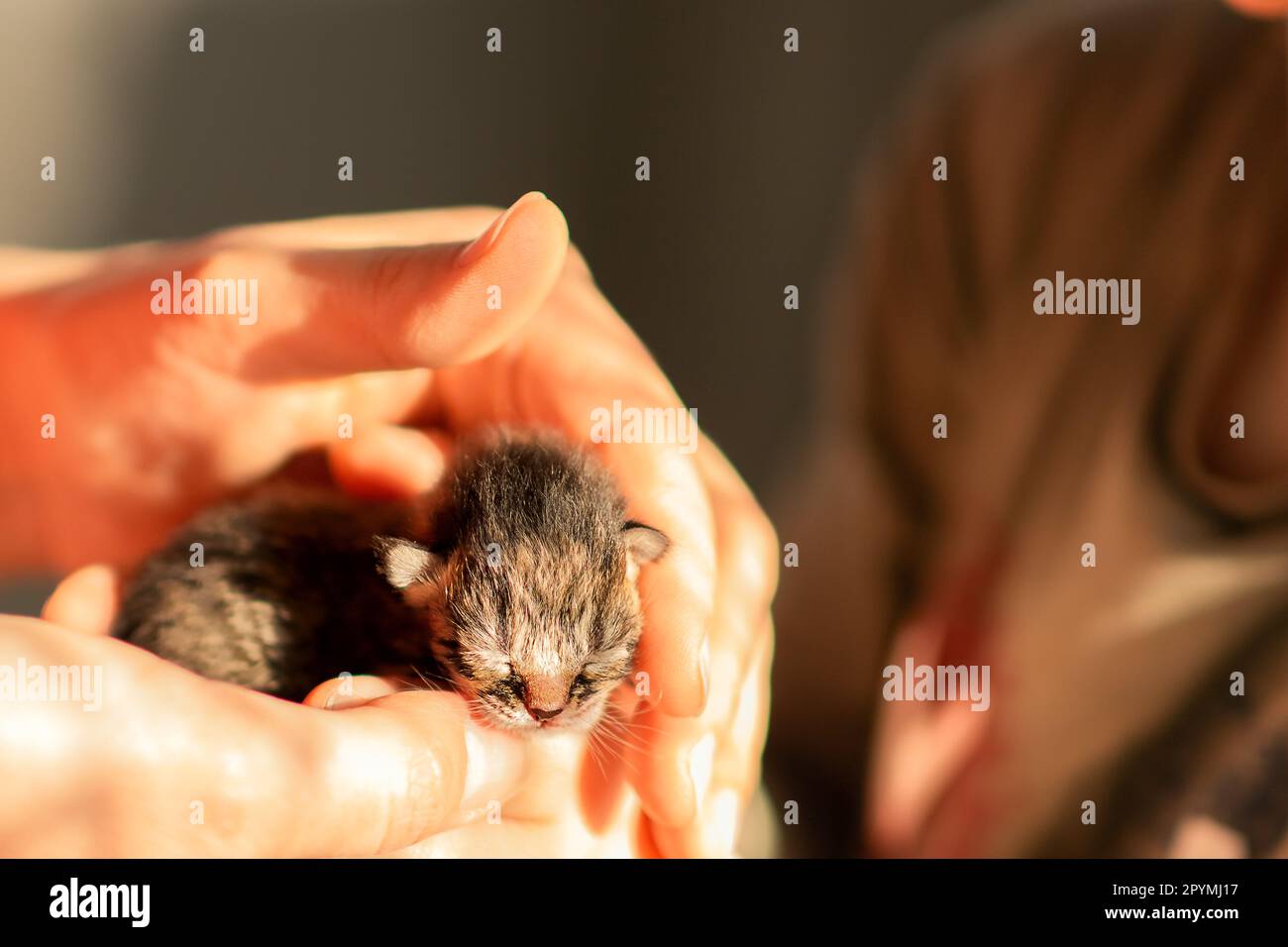 cuccioli neonati nelle mani di un veterinario, nella foto solo mani umane, in primo piano con i cuccioli, cuccioli carini sono nati in una clinica veterinaria. Foto Stock