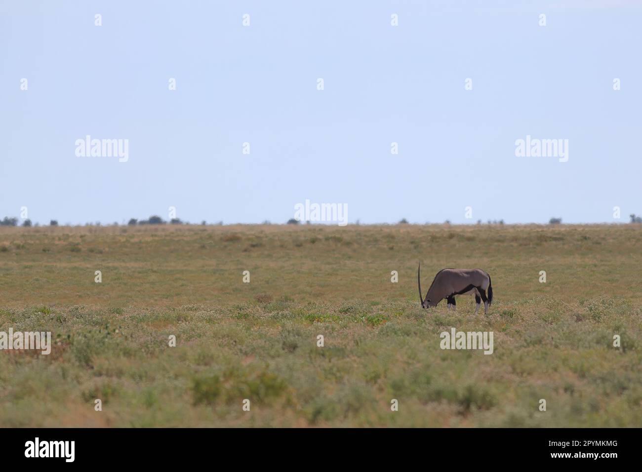 antilope oryx nella natura selvaggia di etosha Foto Stock