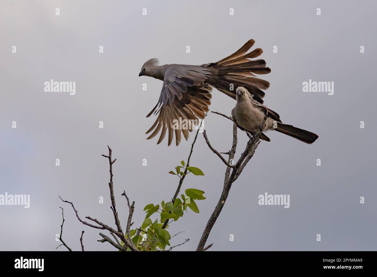 Go-away-Bird vola via mentre un altro Go-away-Bird appollaiato sulla filiale, Halali, Etosha National Park, Namibia - aprile 2023 Foto Stock