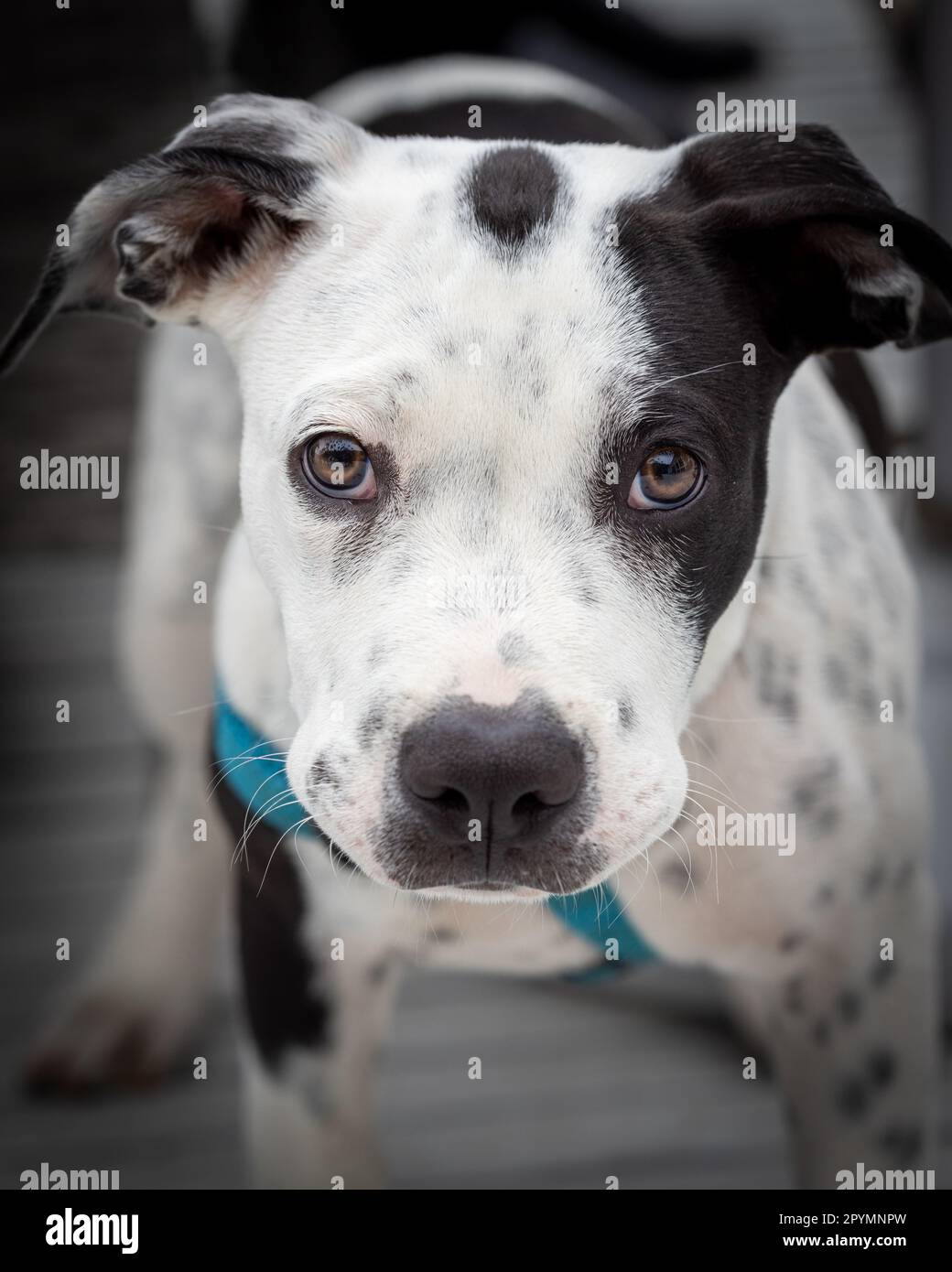 Un Pitbull bianco e nero con un colletto blu Foto Stock
