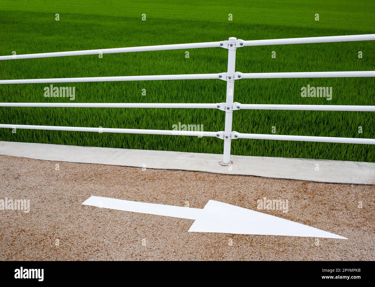 Immagine grafica di una pista ciclabile vicino a un campo di riso, Giappone. Foto Stock