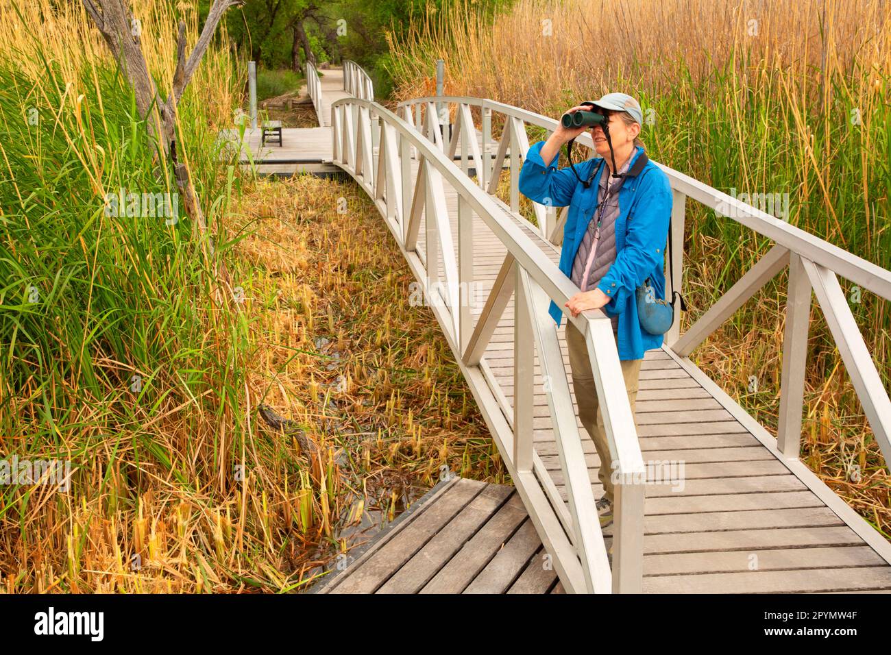 Passeggiata sul lungomare Rio Grande Village Nature Trail, Big Bend National Park, Texas Foto Stock