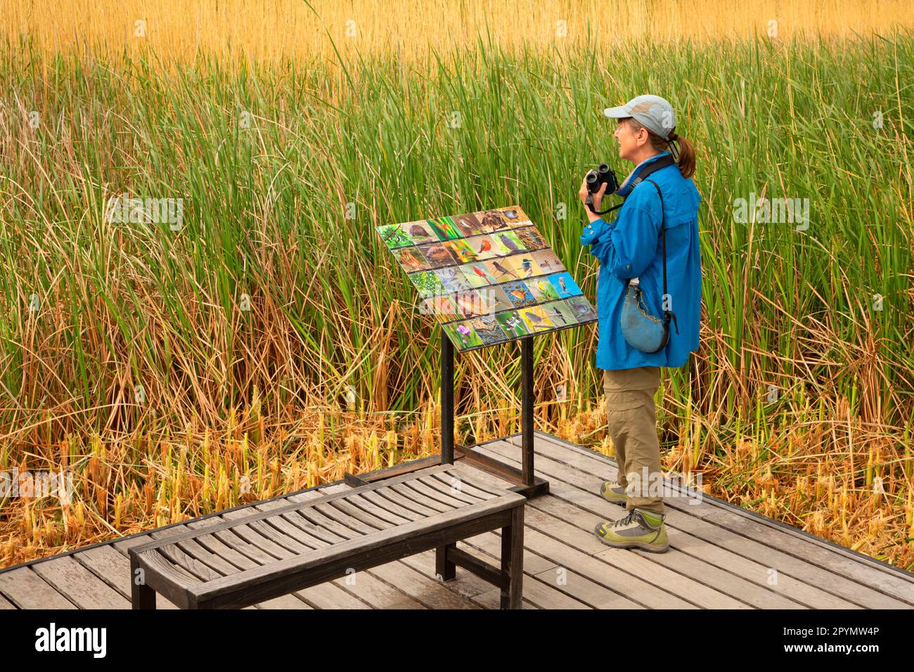 Passeggiata sul lungomare Rio Grande Village Nature Trail, Big Bend National Park, Texas Foto Stock