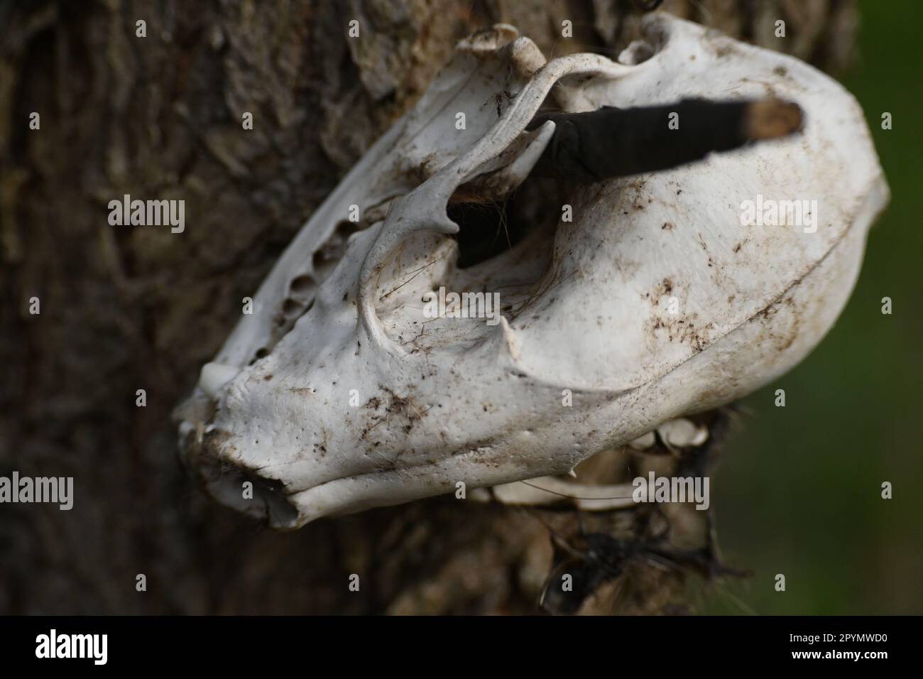 Cranio animale Foto Stock