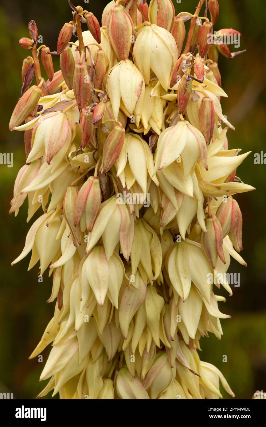 Pugnale spagnolo (Yucca treculiana), Big Bend National Park, Texas Foto Stock