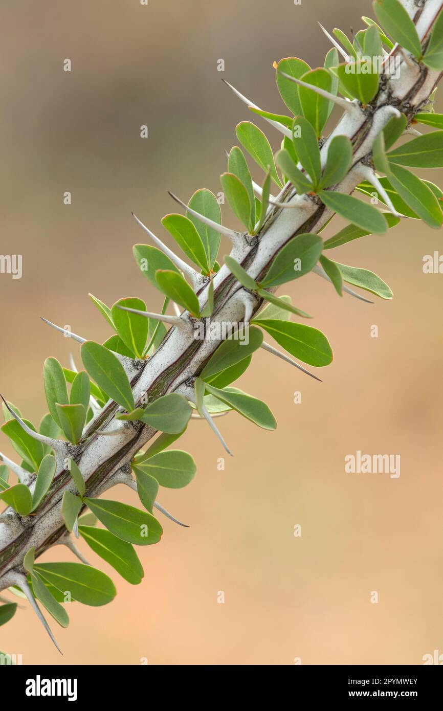 Ocotillo lungo il Mule Ears Spring Trail, Big Bend National Park, Texas Foto Stock