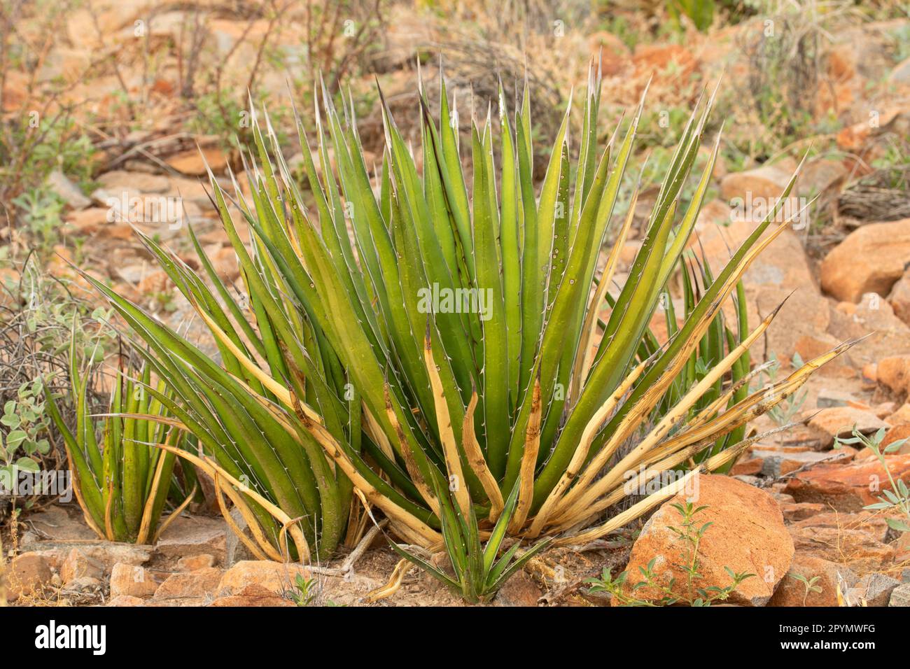 Agave Lechuguilla lungo il Mule Ears Spring Trail, Big Bend National Park, Texas Foto Stock