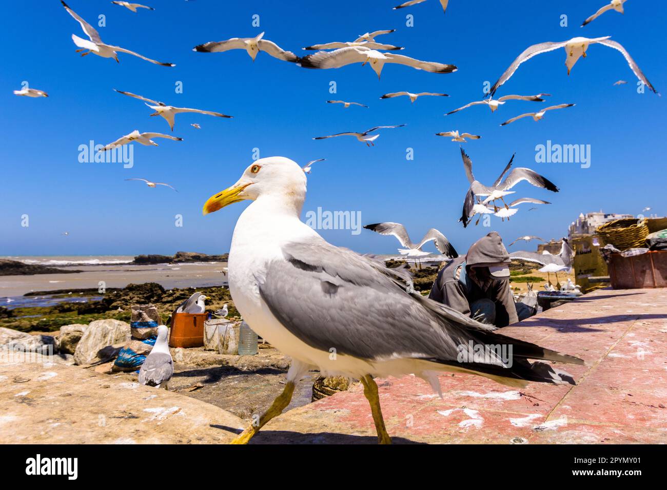 Gabbiani nel porto di Essaouira in Marocco Foto Stock