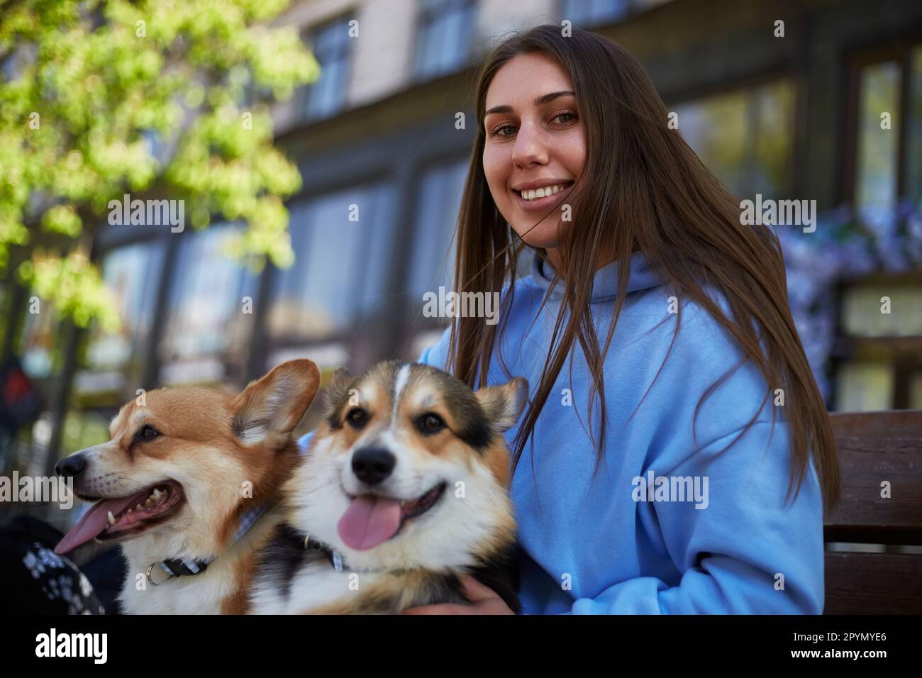 Felice proprietario del cane seduto su una panca con due adorabili corgis. Giovane donna allegra in posa con un paio di carini Pembroke gallese Corgi cani Foto Stock