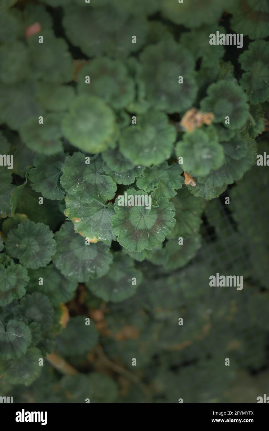 Yelllow Flowers su un campo verde Foto Stock