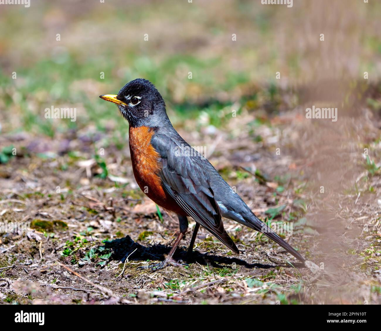 American Robin Bird in piedi sul terreno e foraging per cibo con sfondo sfocato nel suo ambiente e habitat che mostra piumaggio piuma. Foto Stock