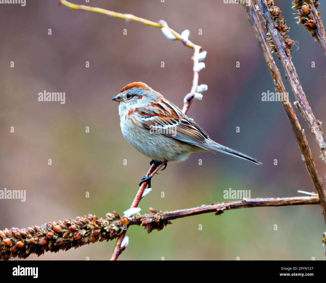 Primo piano di Sparrow vista laterale appollaiata su un albero gemello con un morbido sfondo arcobaleno sfocato nel suo ambiente e habitat. American Tree Sparrow. Foto Stock