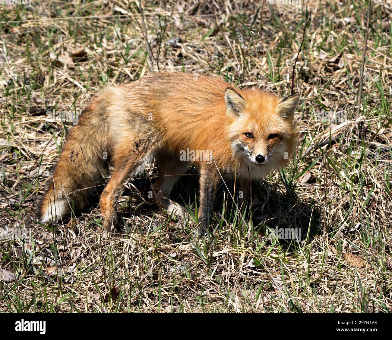Profilo della volpe rossa in primo piano Vista laterale nella stagione primaverile con coda di volpe, pelliccia, nel suo habitat con uno sfondo di fogliame sfocato. Foto Fox. Foto Stock