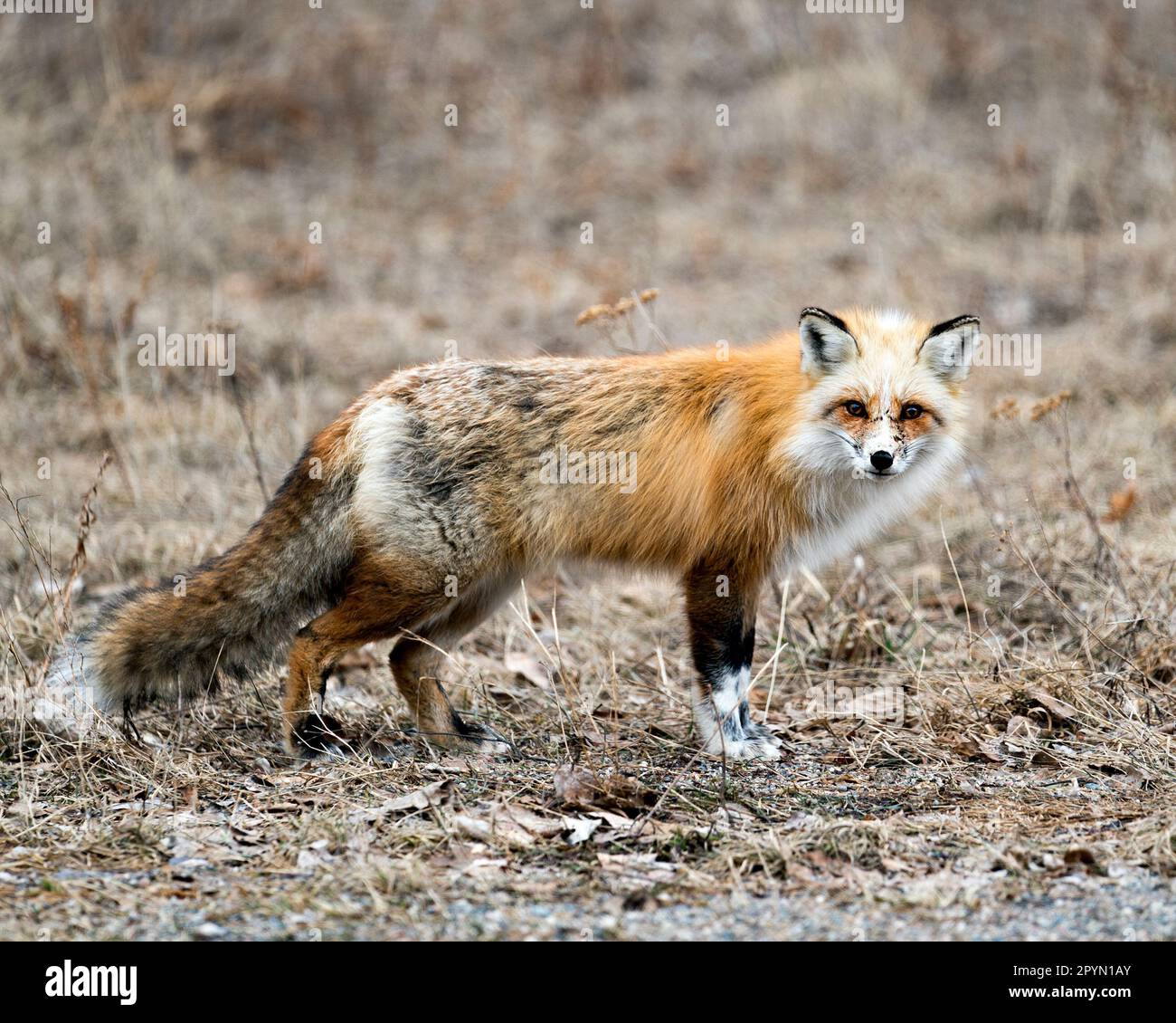 Vista in primo piano del profilo laterale della volpe rossa unica guardando la telecamera nella stagione primaverile nel suo ambiente e habitat con sfondo sfocato. Immagine FOX. Foto Stock