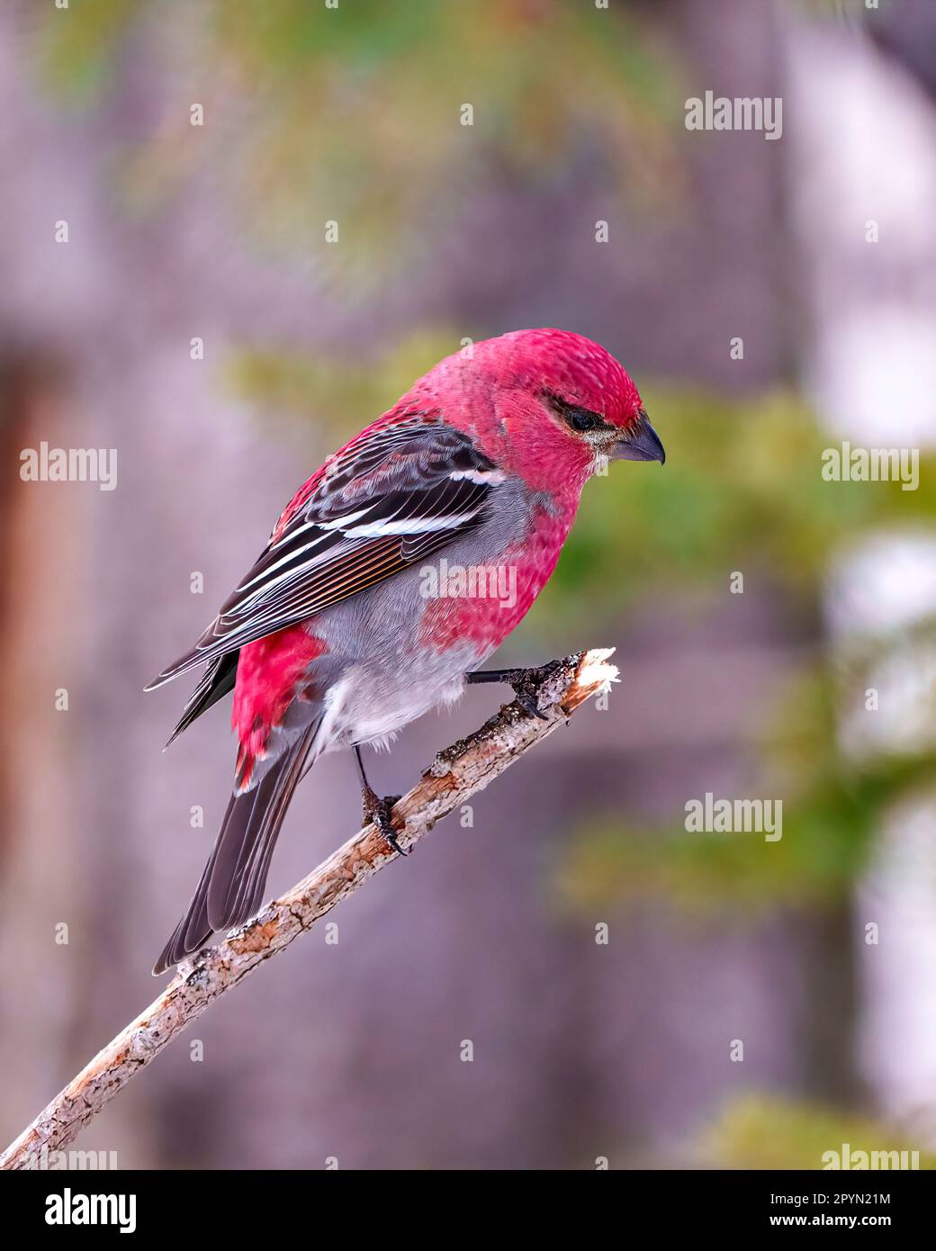 Grosbeak maschio primo piano vista laterale arroccato su un ramo con sfondo di foresta sfocata nel suo ambiente e habitat circostante e di colore rosso Foto Stock