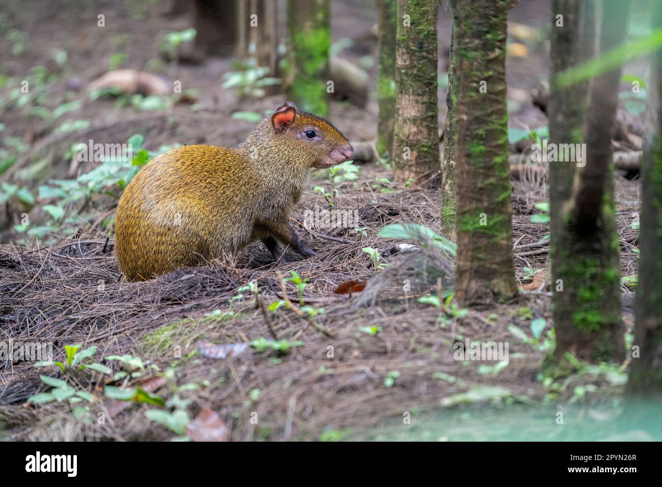 L'agouti centroamericana (Dasyprocta punctata) alla ricerca di cibo nel giardino del nostro hotel. Foto Stock