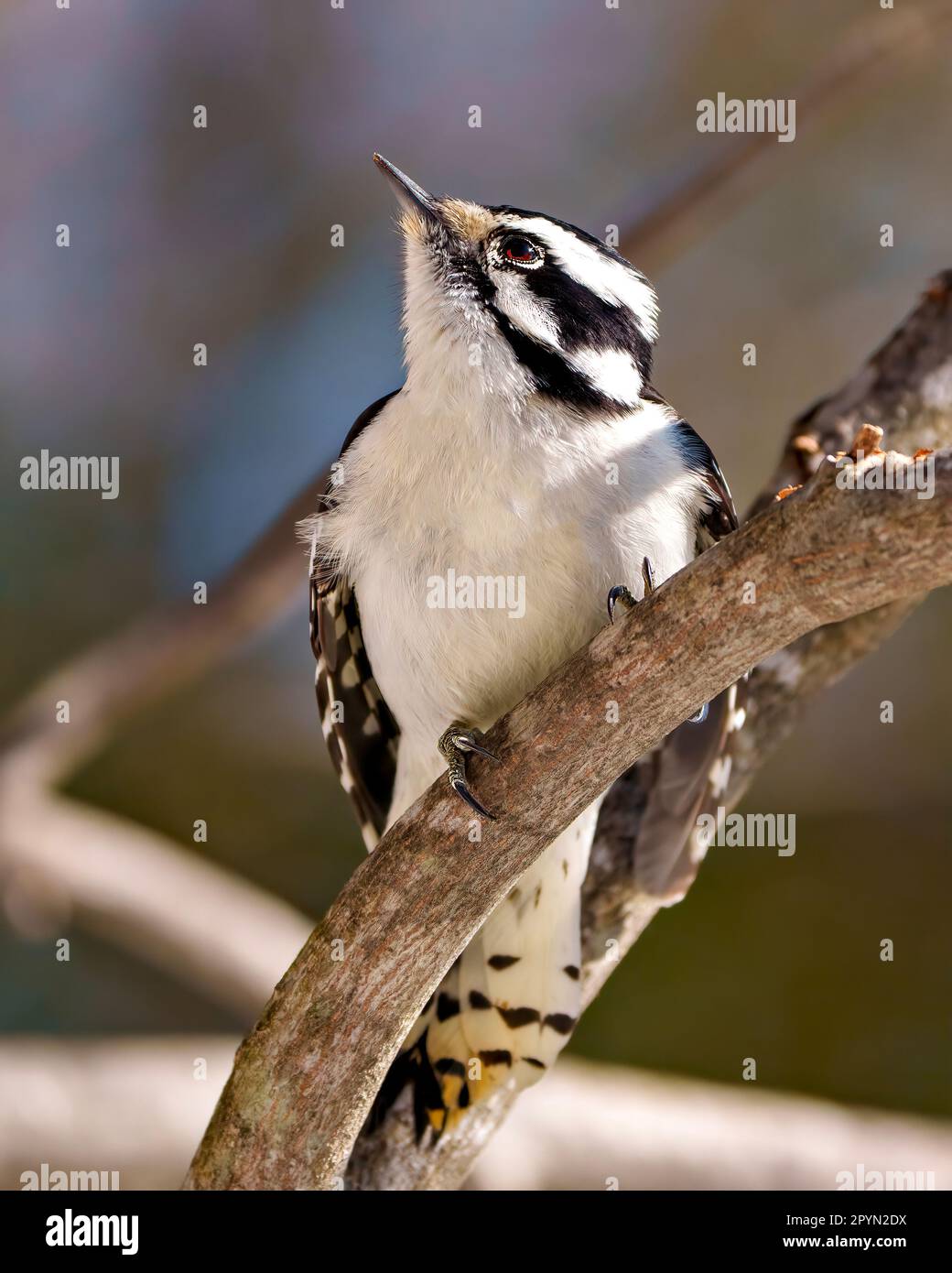 Woodpecker femmina che si aggrappa ad un ramo di albero e guarda verso il cielo con uno sfondo sfocato nel suo ambiente e habitat circostante. Foto Stock