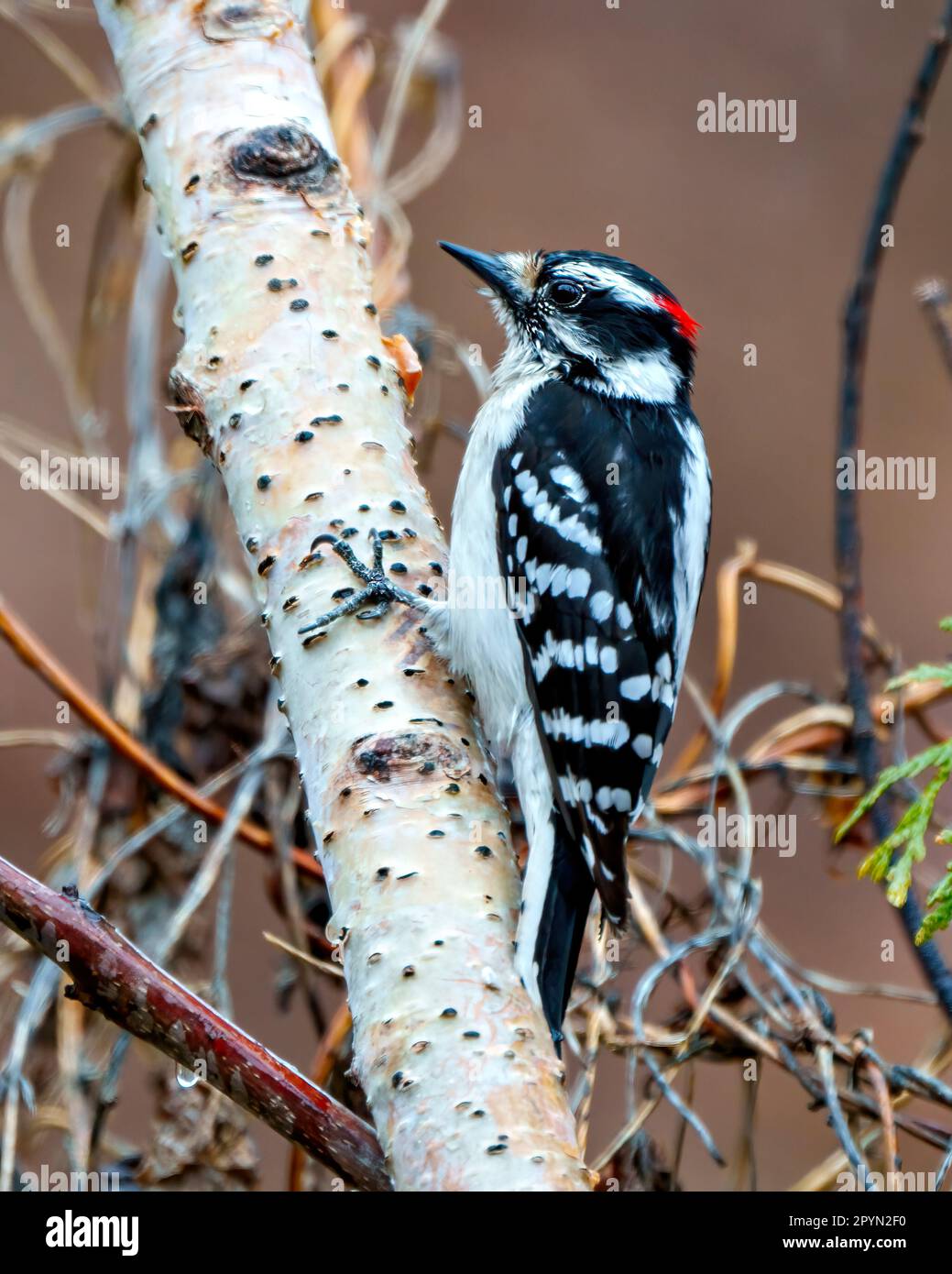 Woodpecker maschio che afferra su un tronco di betulla nel suo ambiente e habitat circostante mostrando le ali piumaggio bianco e nero piume. Foto Stock