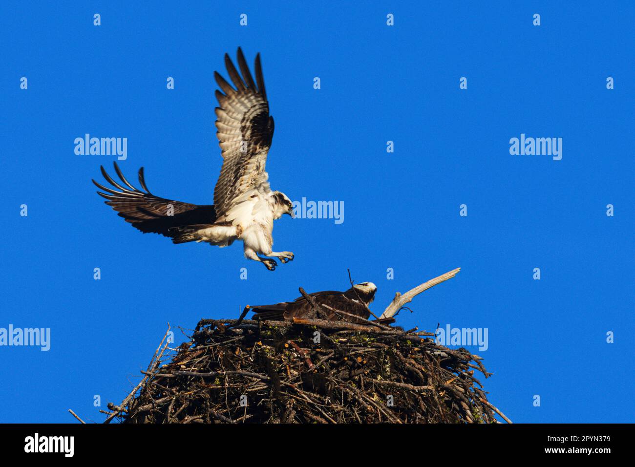 Falco pescatore maschio (Pandion haliaetus) che si avvicina ad una femmina nel nido per l'accoppiamento. Foto Stock