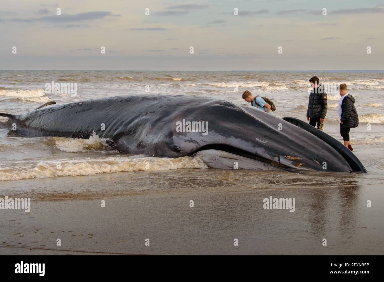 Balena a becco morto Foto Stock