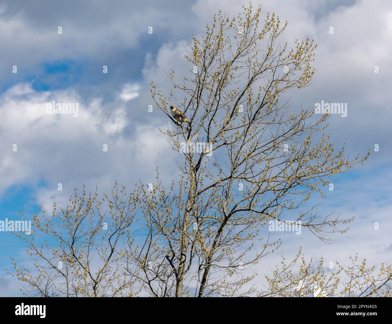 Grande falco su un arto dell'albero in una giornata primaverile a Water Mill, NY Foto Stock