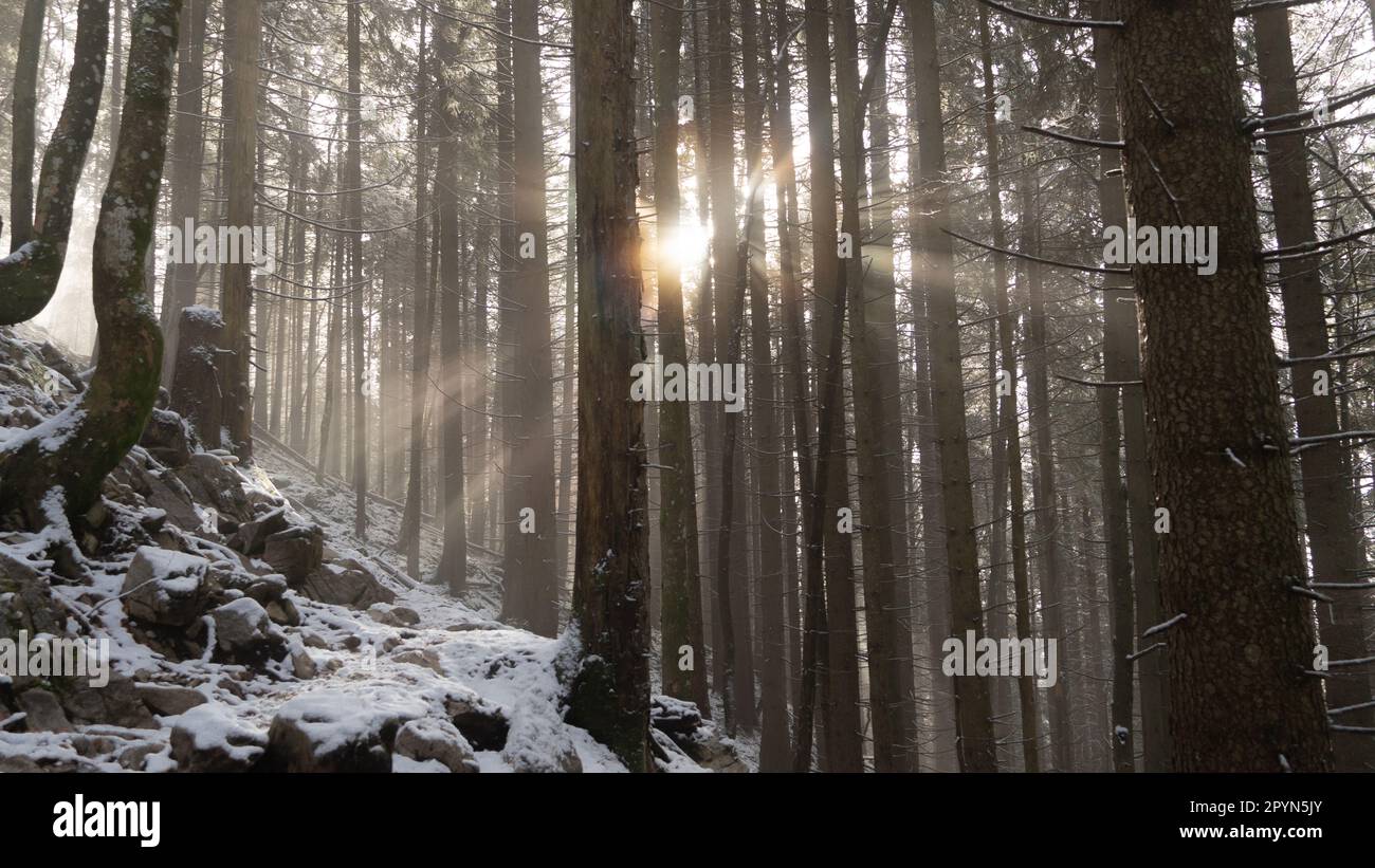 Fasci di luce solare che brillano attraverso gli alberi di una foresta in inverno Foto Stock