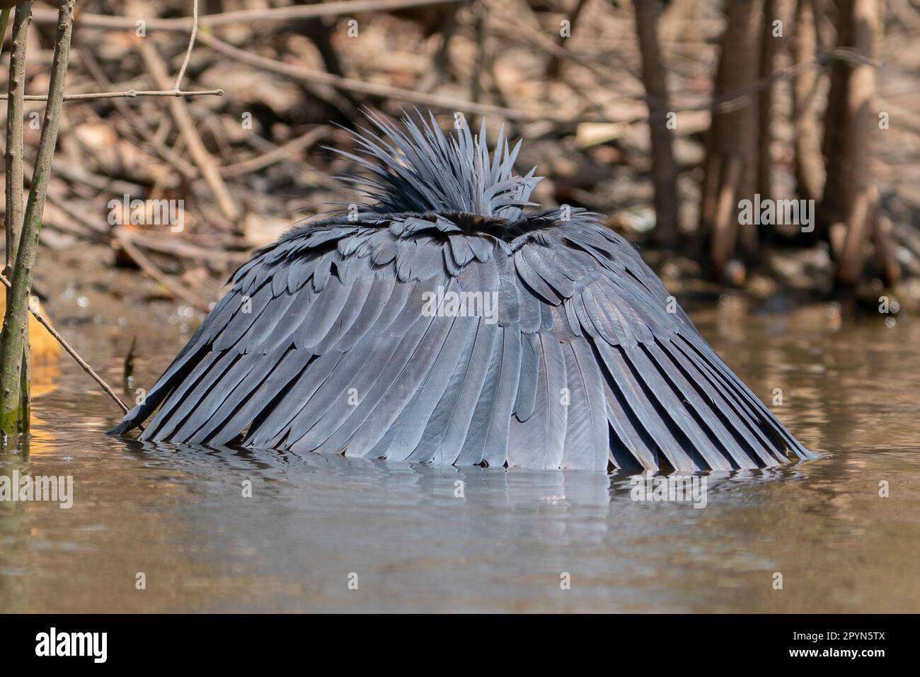 L'airone nero (Egretta ardesiaca) usa un metodo di caccia chiamato alimentazione del baldacchino. Utilizza le sue ali come un ombrello, creando ombra che attrae fish.Gambia Foto Stock