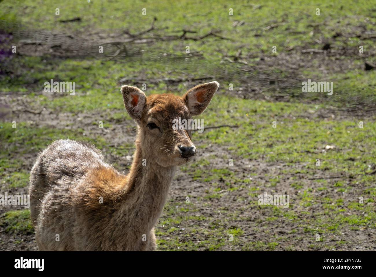 Capriolo, Dama dama, fawn, femmina di cervo marrone chiaro nel parco dei cervi, Hilversum, Paesi Bassi Foto Stock