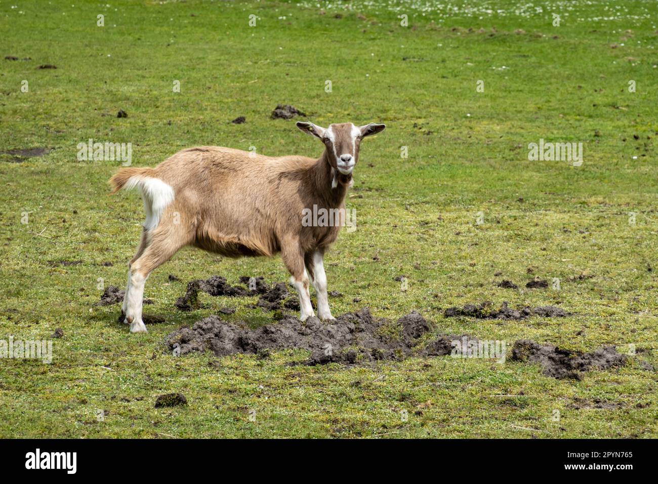 Capra olandese di Toggenburg, Capra aegagrus hircus, incrocio tra l'ex capra di Drenthe e la capra svizzera di Toggenburg, in piedi in prato, Olanda Foto Stock