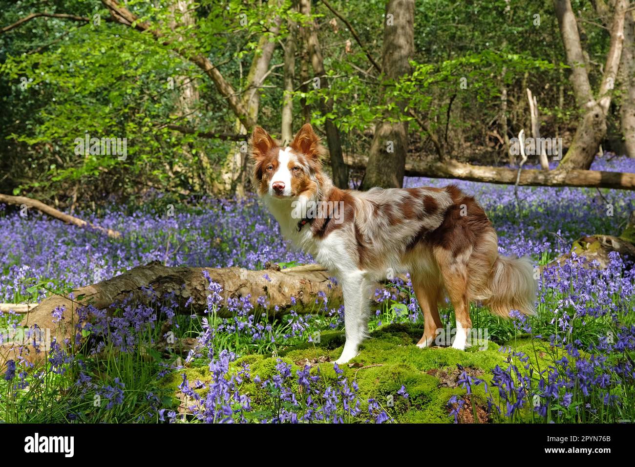 Un collie rosso di confine merle di tre colori sorgeva in boschi di Bluebell, Surrey, Regno Unito. Foto Stock