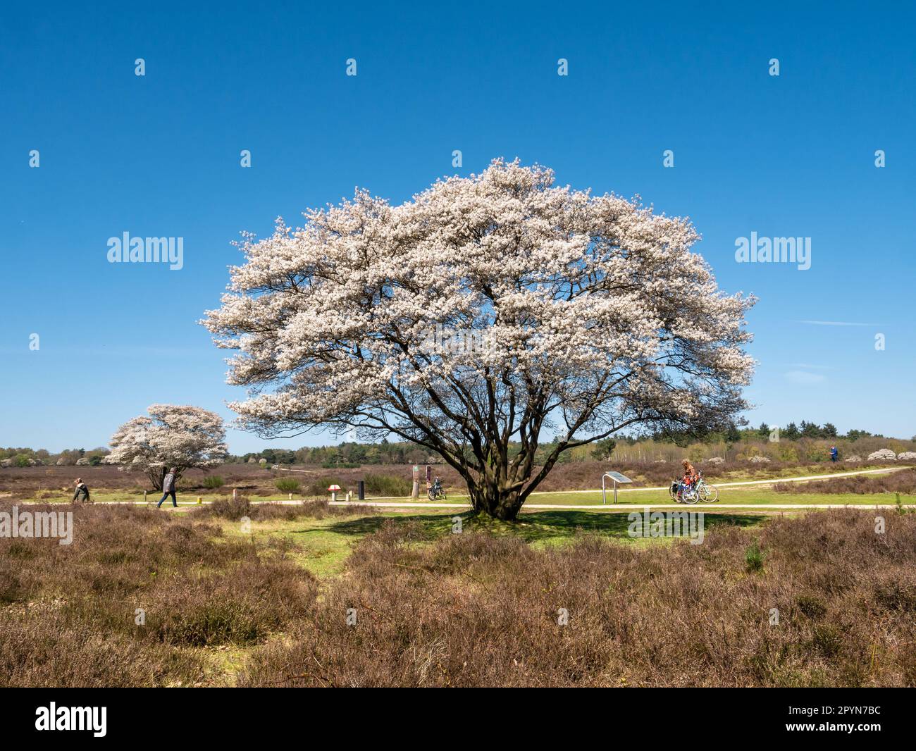 Persone a piedi e in bicicletta, alberi di mirtillo in fiore, Amelanchier lamarkii, nella riserva naturale Zuiderheide, Het Gooi, Paesi Bassi Foto Stock