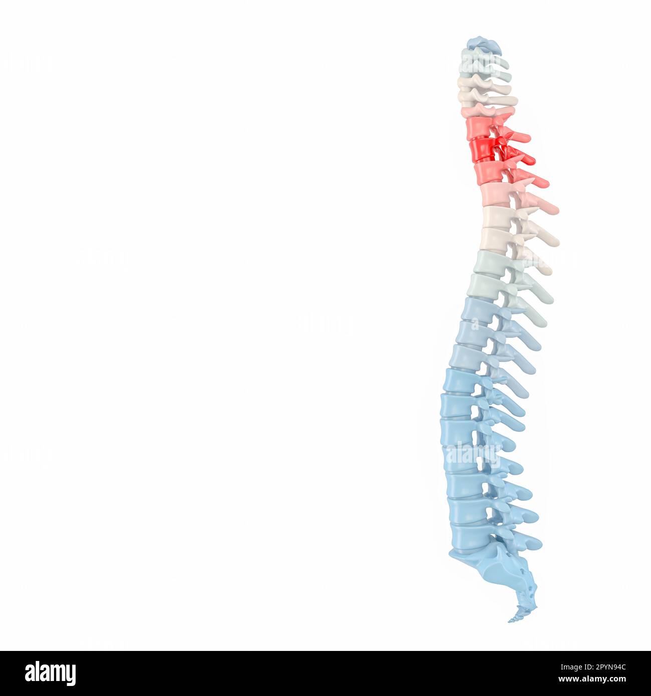 3d rendering backbone con vertebre colorate Foto Stock