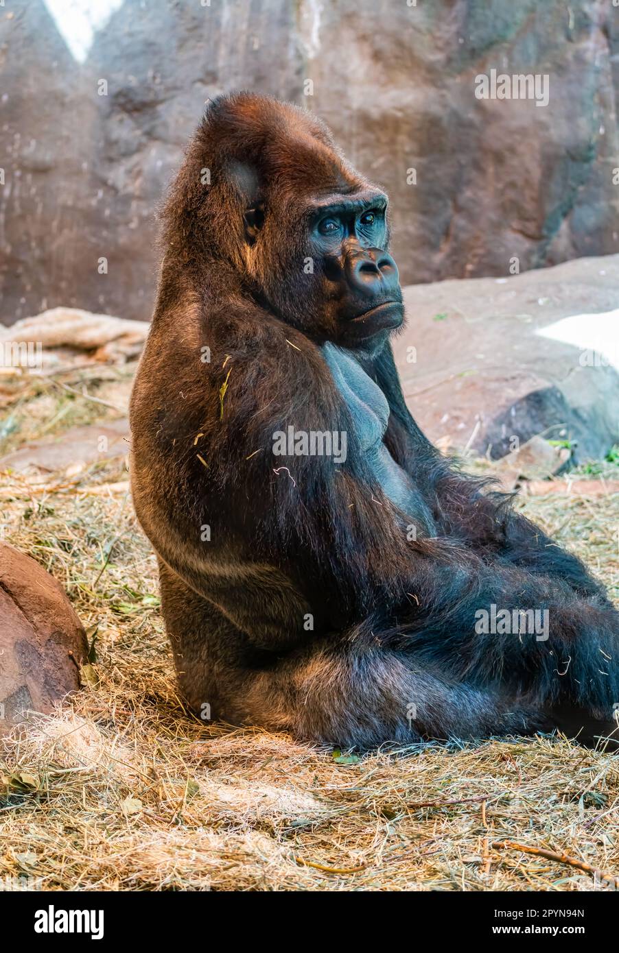 Un gorilla si siede vicino ad un muro al Woodland Park Zoo a Seattle, Washington. Foto Stock