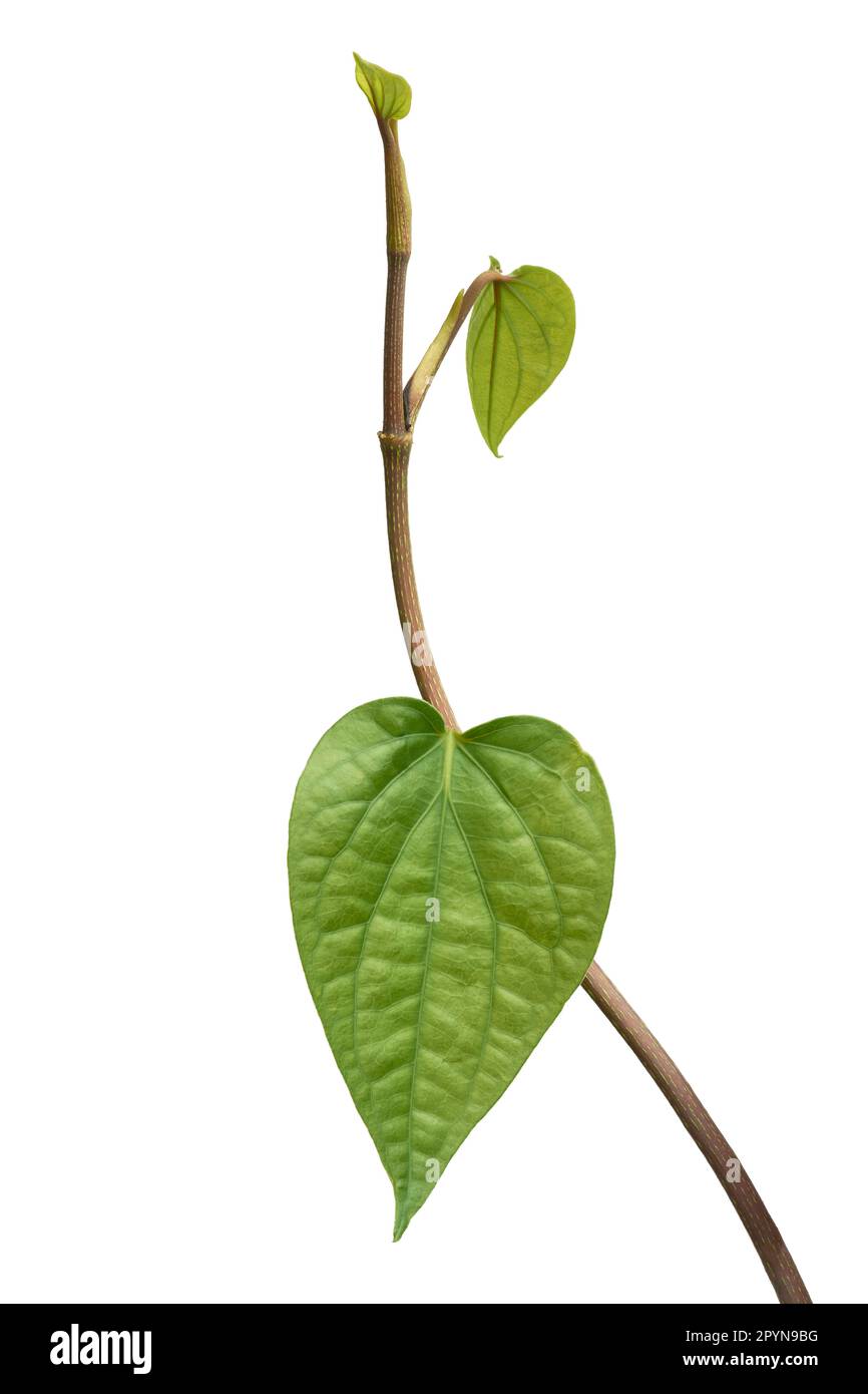 primo piano della vite di betel, di piper betel, di nuove foglie crescono in piante perenni di climber sempreverde originarie del sud-est asiatico, vite commercialmente importante Foto Stock