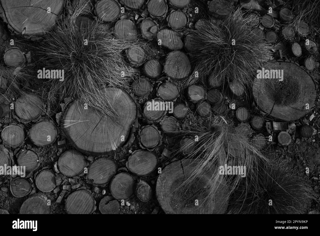 Trunks dell'albero e piante Foto Stock