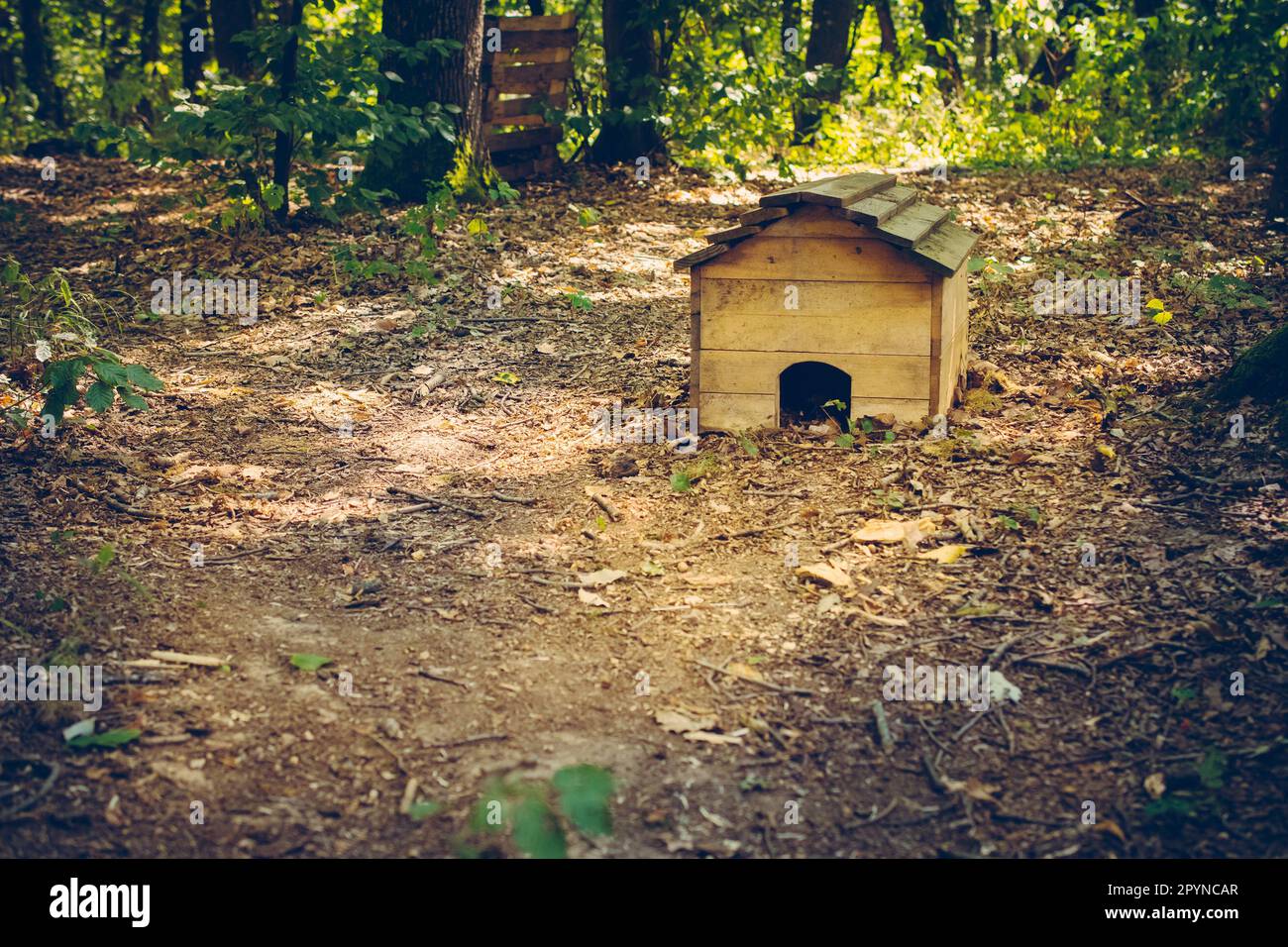 Una piccola casa di riccio di legno marrone sul terreno lussureggiante della foresta verde Foto Stock