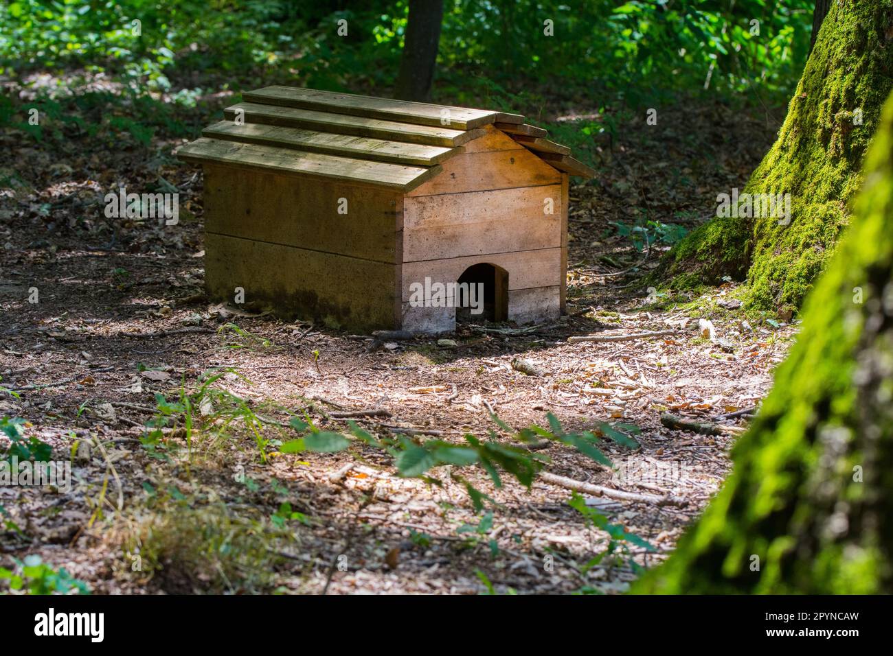 Una piccola casa di riccio di legno marrone sul terreno lussureggiante della foresta verde Foto Stock