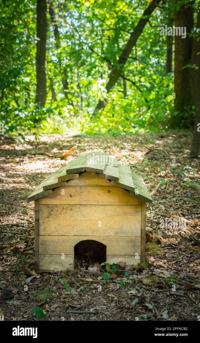 Una piccola casa di riccio di legno marrone sul terreno lussureggiante della foresta verde Foto Stock
