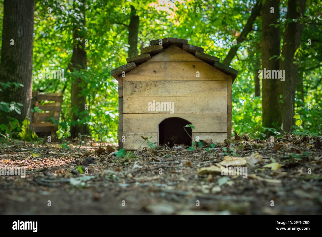 Una piccola casa di riccio di legno marrone sul terreno lussureggiante della foresta verde Foto Stock