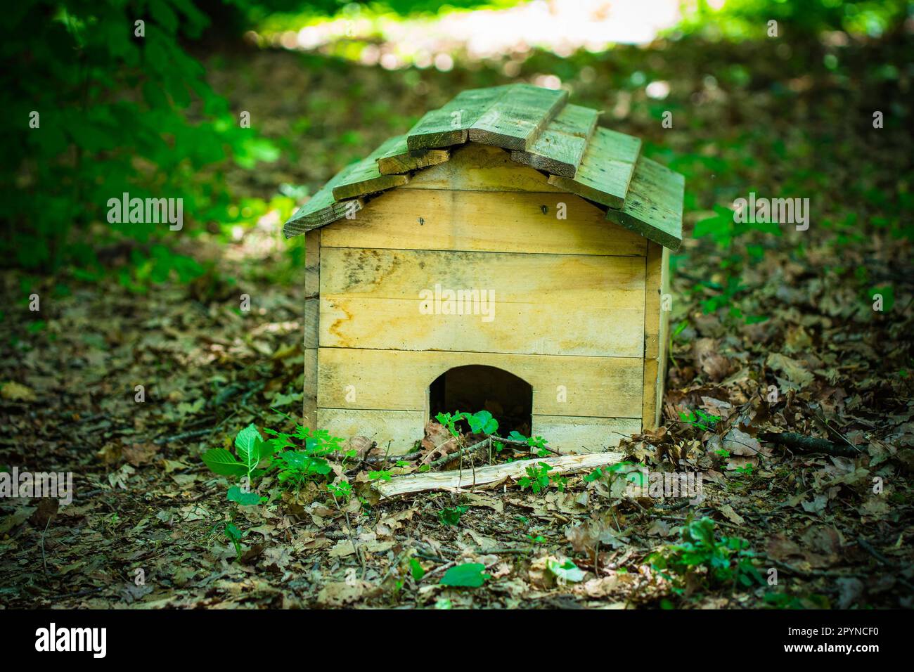 Una piccola casa di riccio di legno marrone si trova sul vivace terreno verde di una foresta lussureggiante Foto Stock