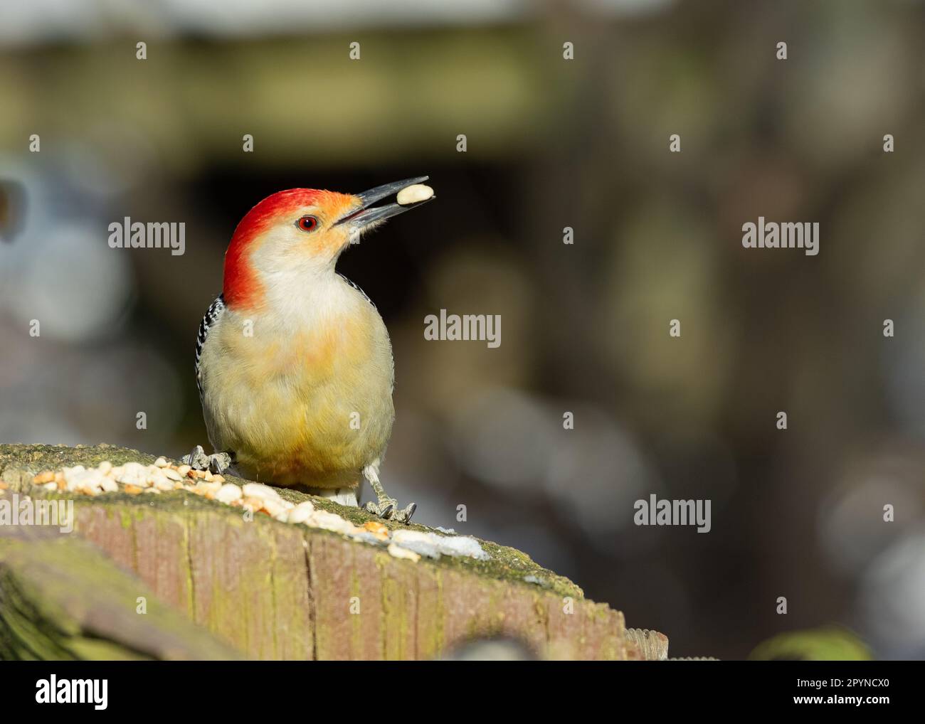 Picchio rosso (Melanerpes carolinus), Mariner Point Park, Joppatown, MD Foto Stock