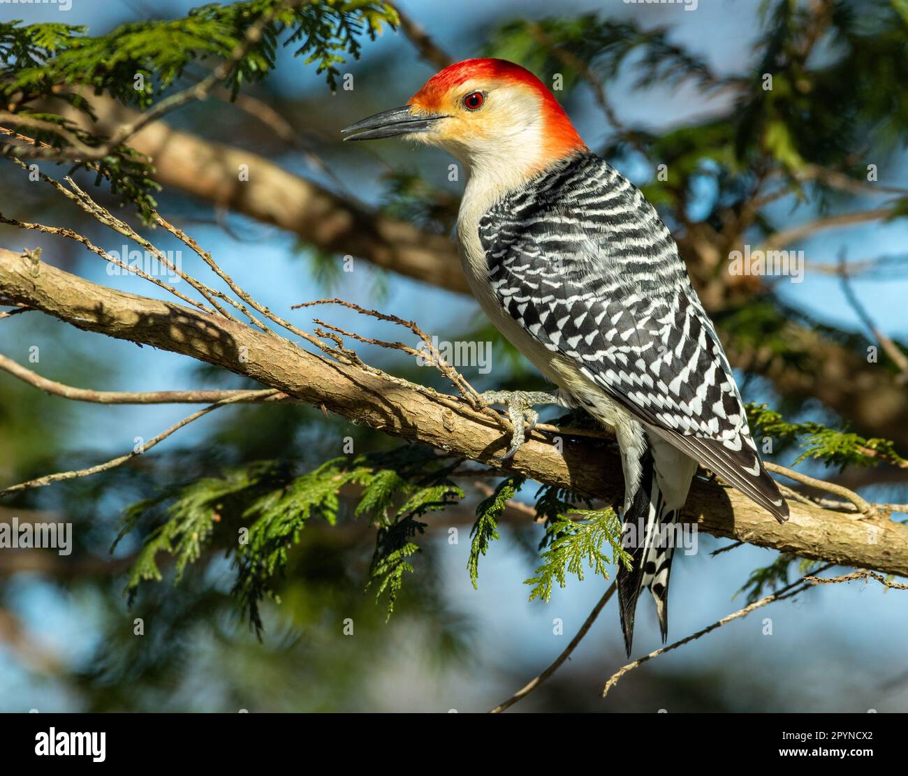 Picchio rosso (Melanerpes carolinus), Mariner Point Park, Joppatown, MD Foto Stock