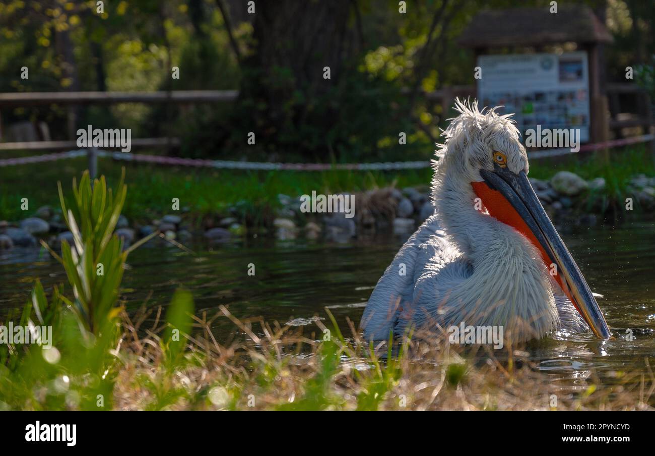 Parco Nazionale di Divjake-Karavasta in ALBANIA. Selvatica Selvatica Johny Pelican Foto Stock