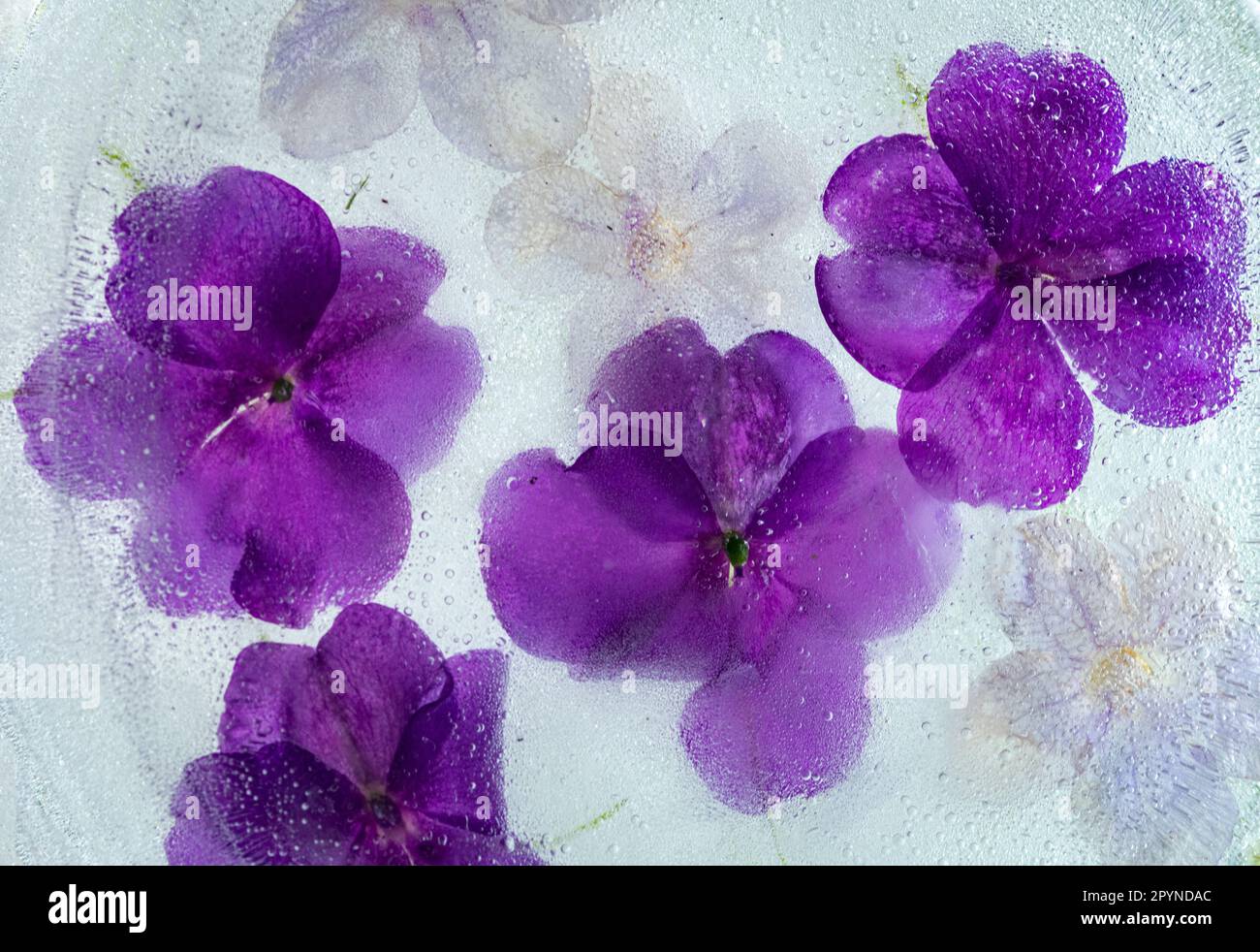 Impatiens viola congelati in acqua Foto Stock