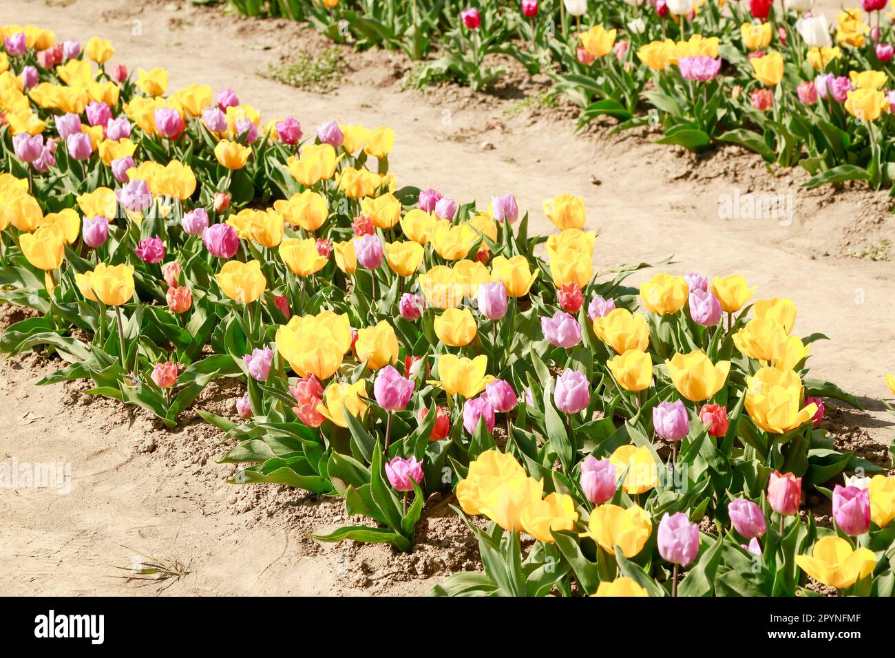 Bella primavera tulipani fiorire nei campi Olanda, in una giornata di sole Foto Stock