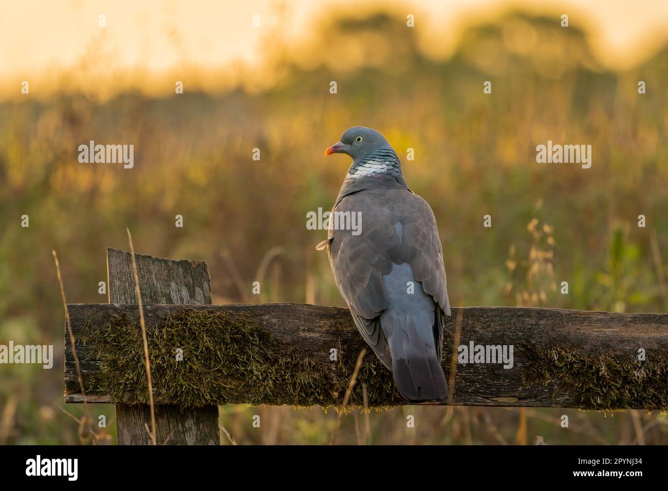 Piccione di legno comune (Columba palumbus) su una fench al mattino quando il sole si alza. Foto Stock