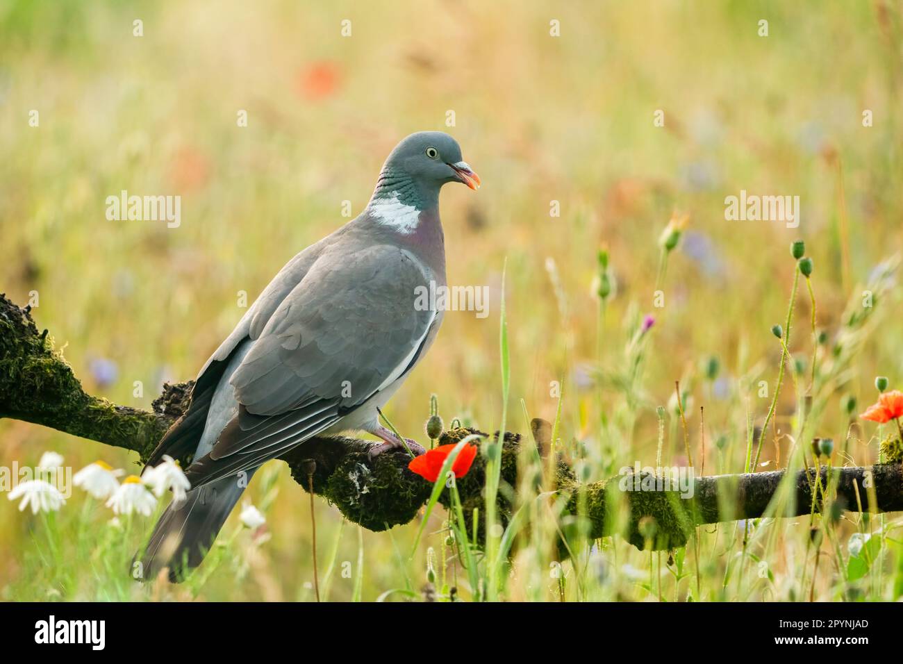 Piccione di legno comune (Columba palumbus) arroccato in un campo di fiori di vento. Foto Stock