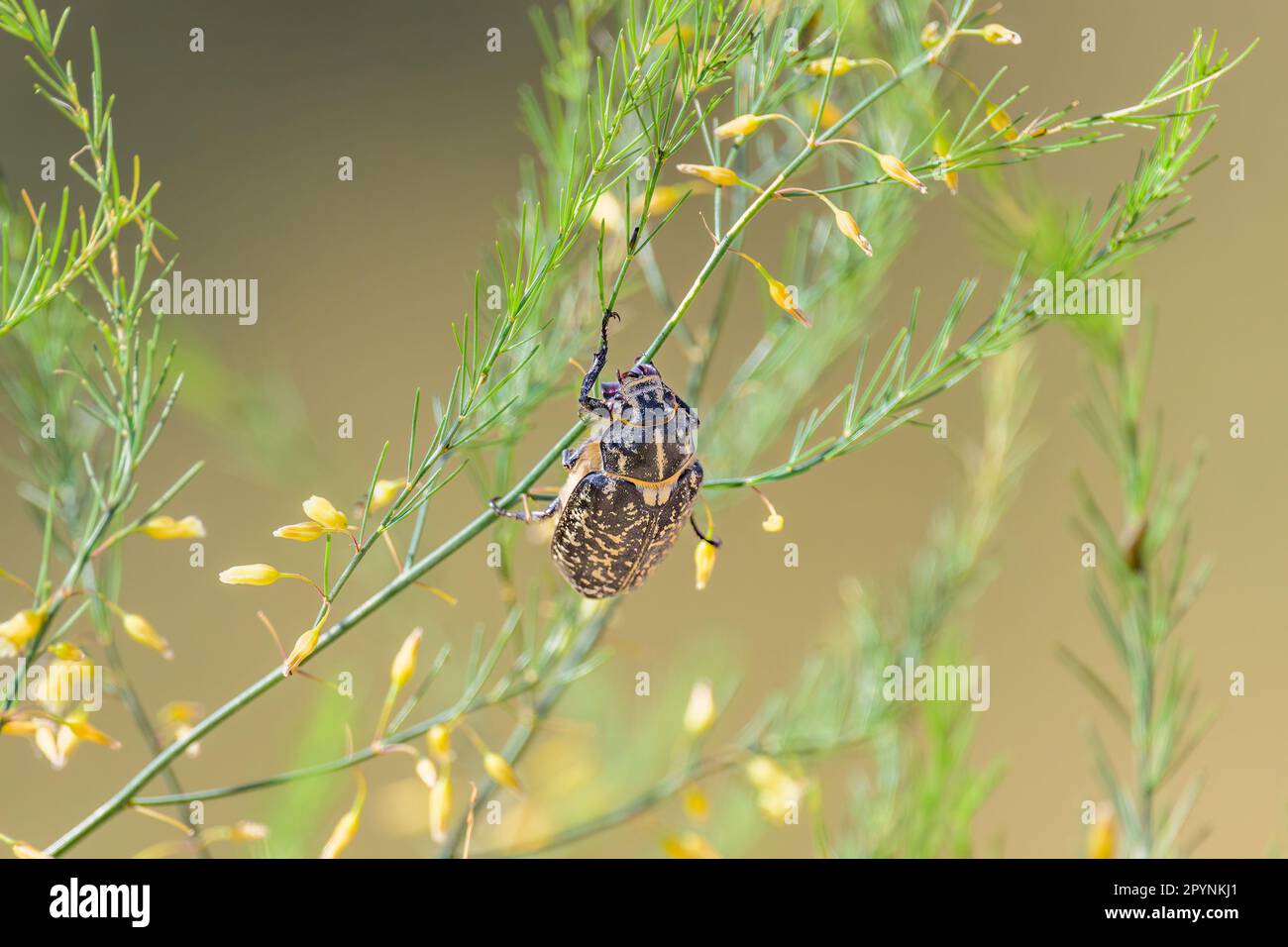 Un grosso scarabeo (Polyphylla fullo) seduto su una pianta, giorno di sole in estate nel nord della Francia Foto Stock