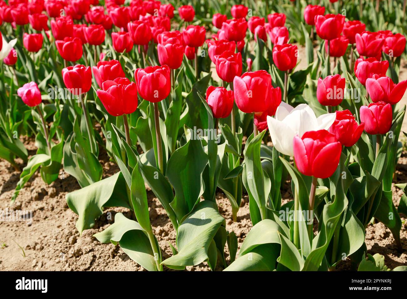 Primavera bellissimi tulipani fioriscono in un enorme campo sotto il sole, olanda Foto Stock