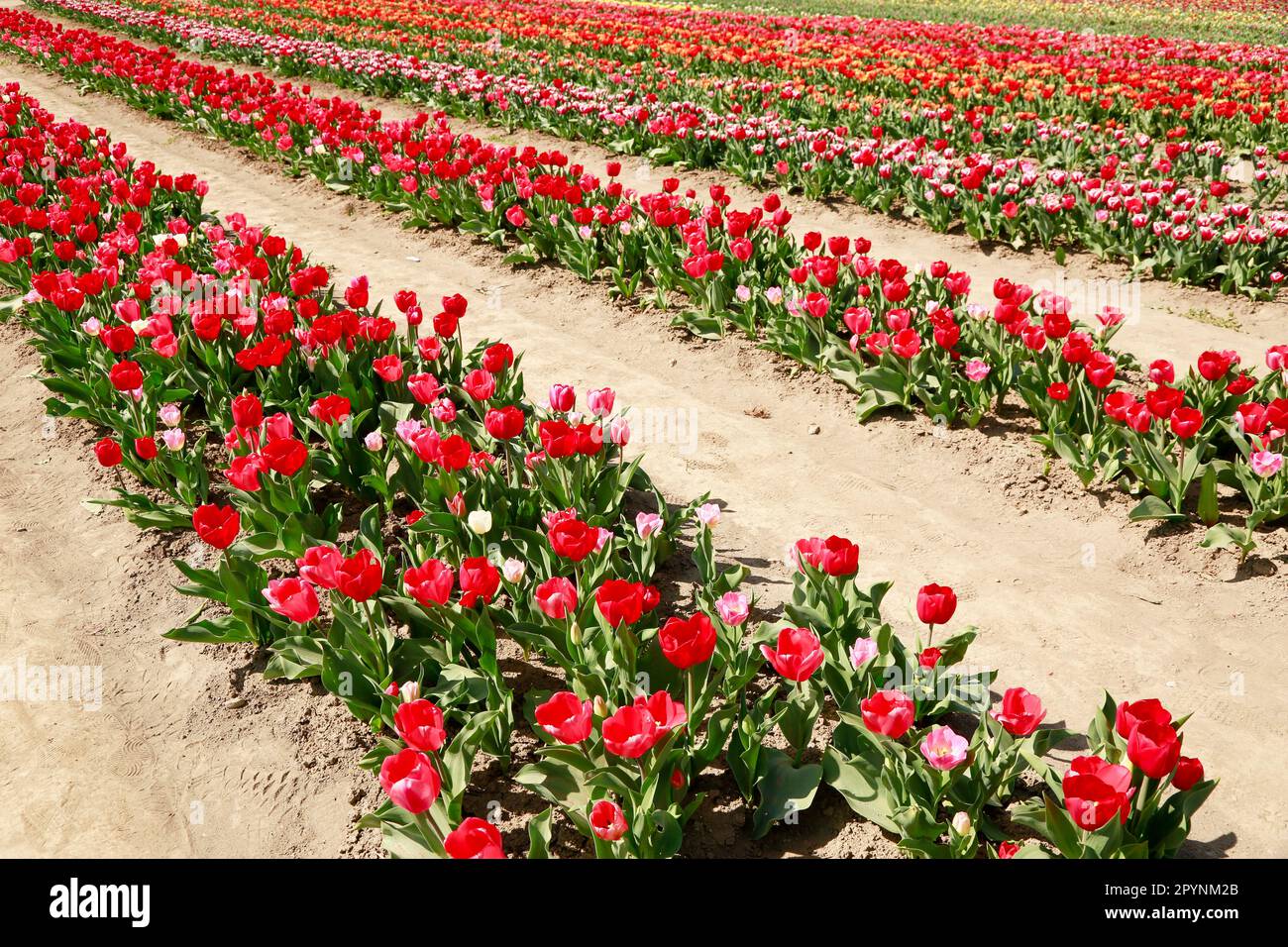 Primavera bellissimi tulipani fioriscono in un enorme campo sotto il sole, olanda Foto Stock